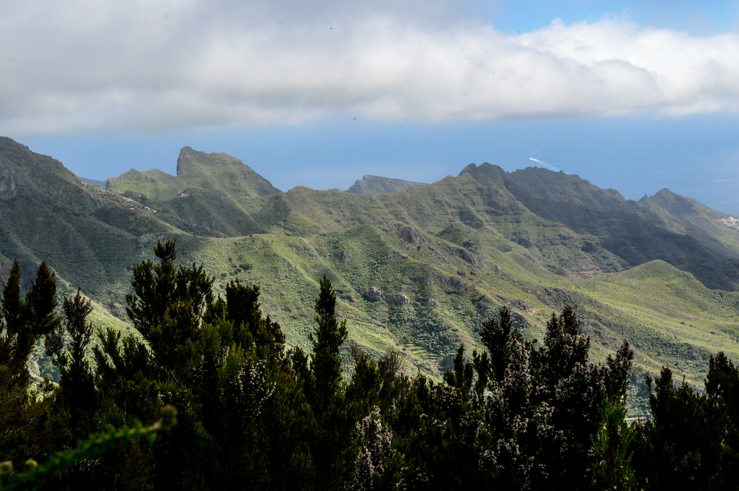 Arbustes au premier plan, et montagnes vertes en arrière plan, avec l'océan derrière