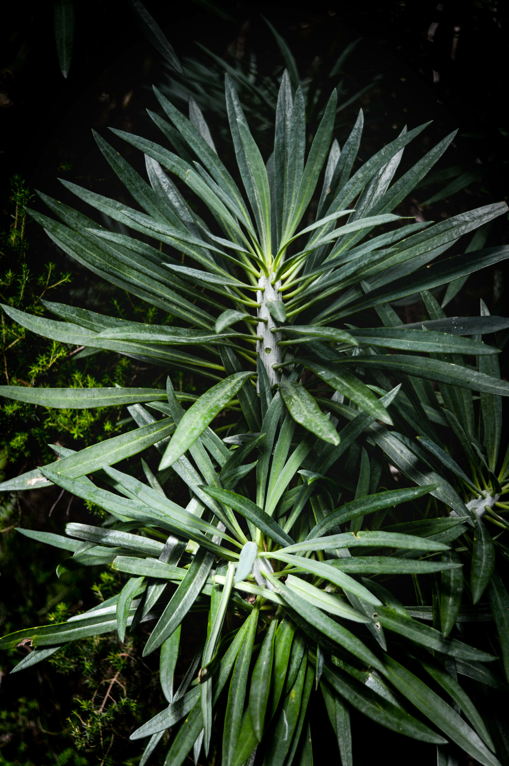 Yucca dans la forêt