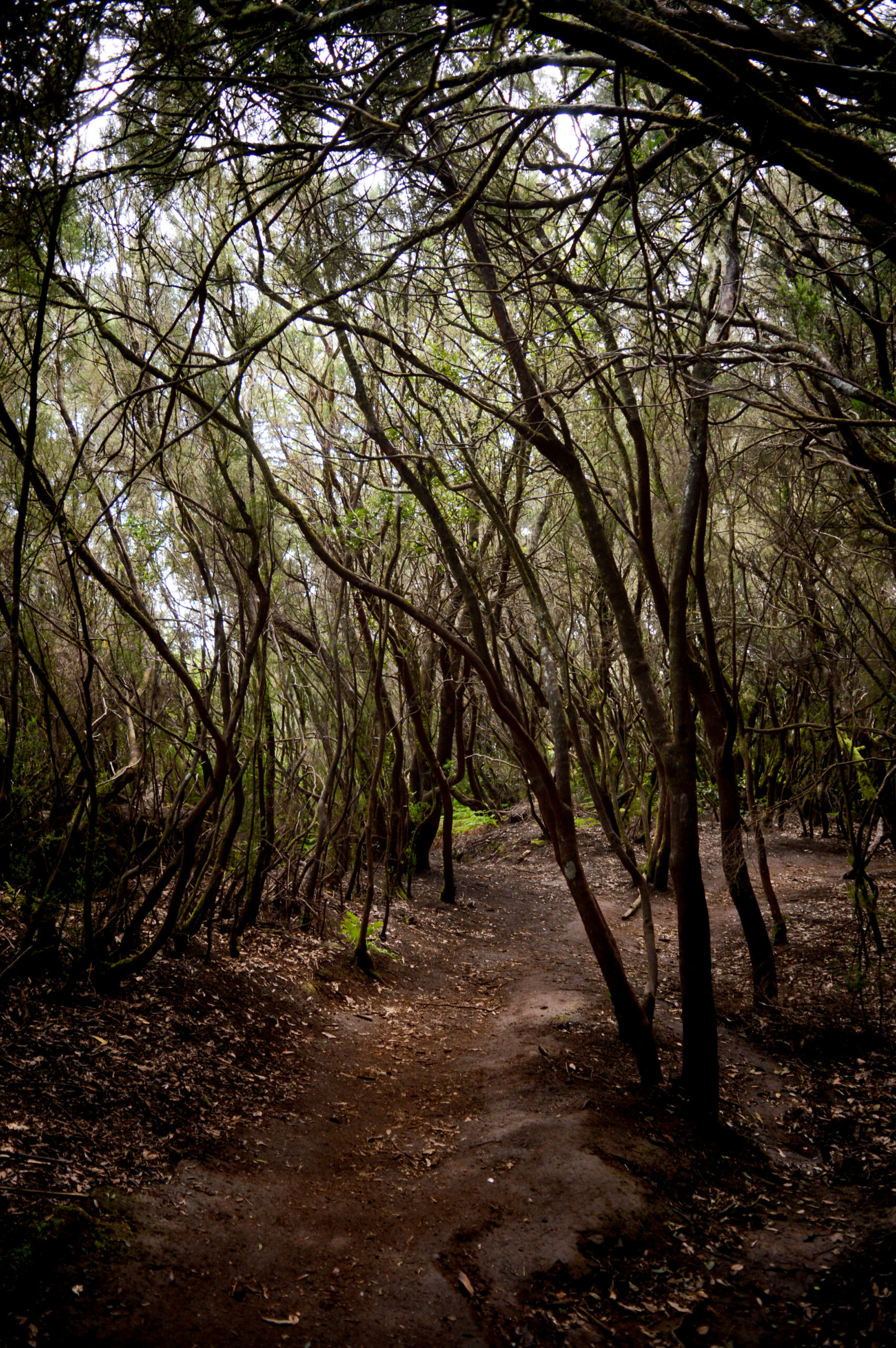 Chemin de randonnée au milieu des arbres de la forêt