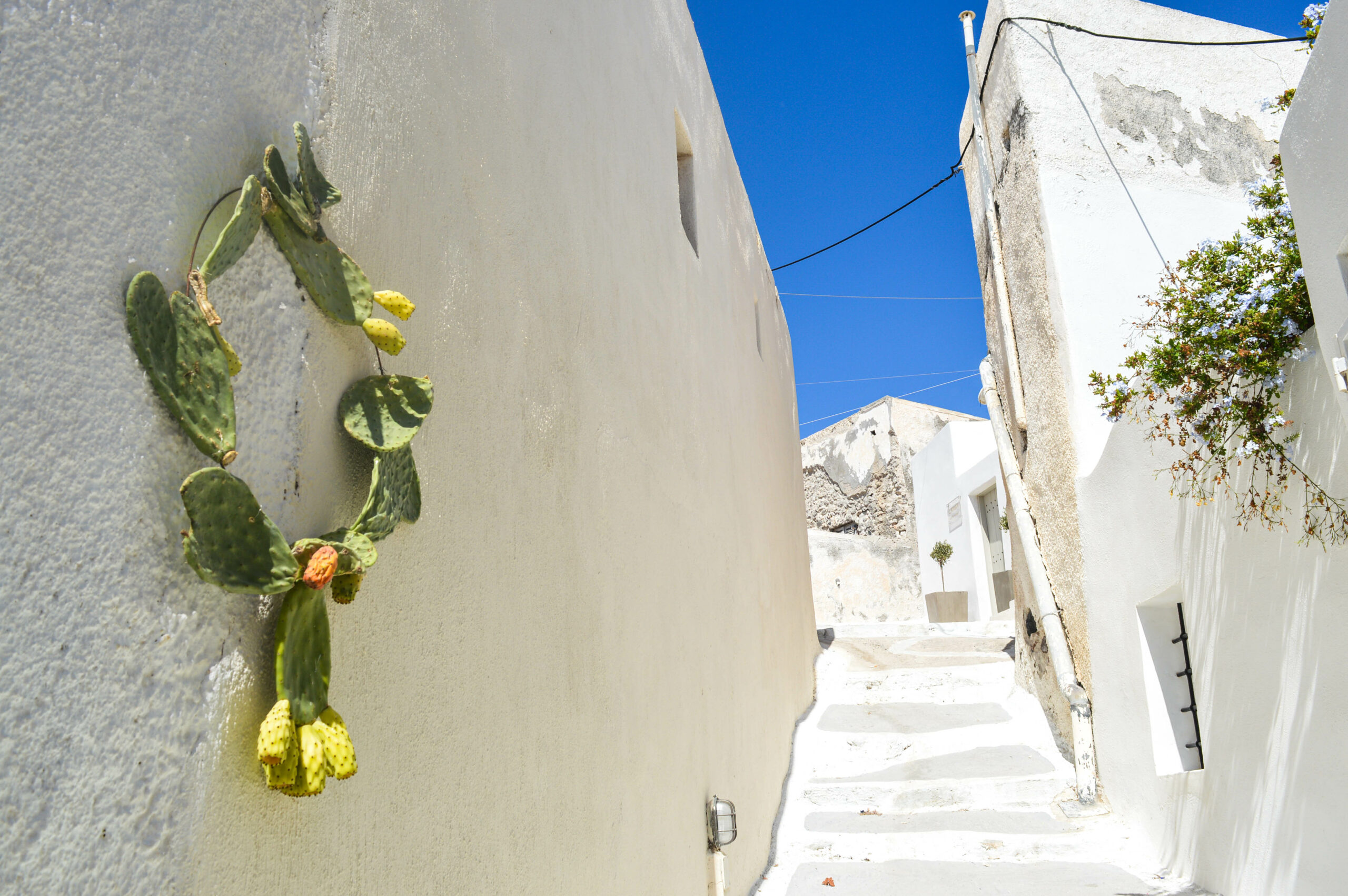 rue blanche de Santorin, avec un cactus accroché au mur d'une maison