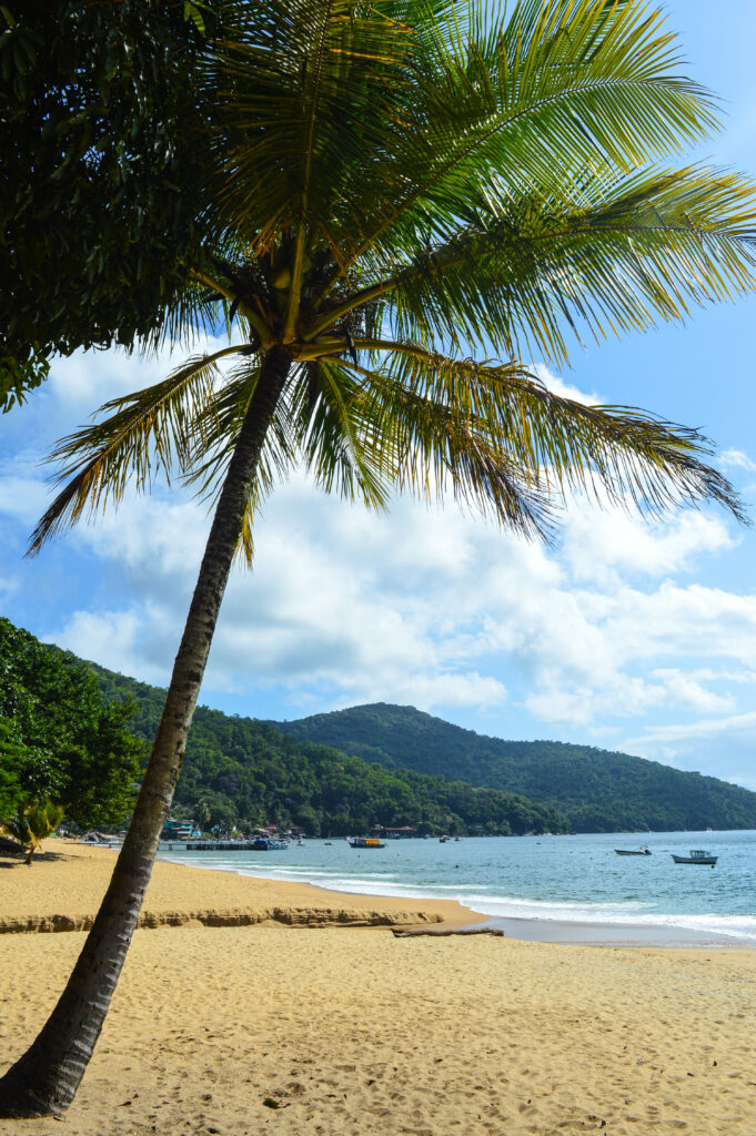 Palmier sur la plage au sable dorée d'Araçatiba, devant la mer et les collines recouvertes d'arbres