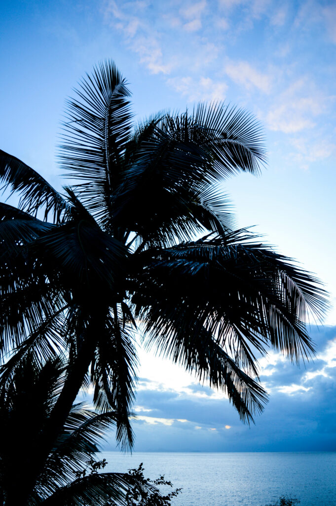 Palmier à contre jour devant la mer