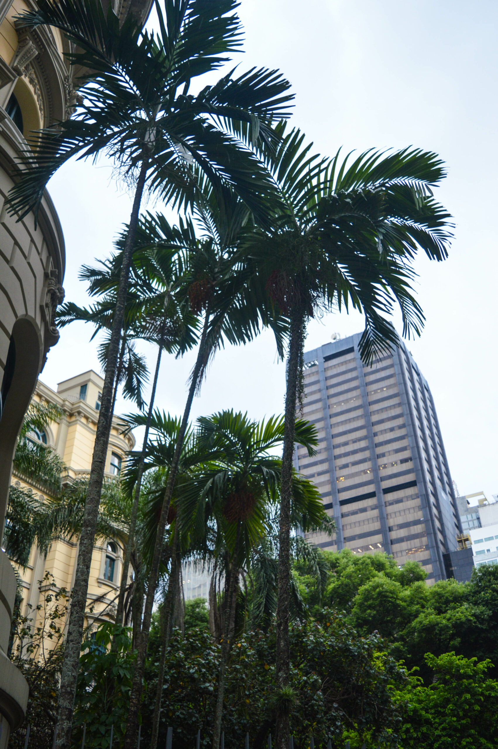 Palmiers devant un immeuble du centre de Rio