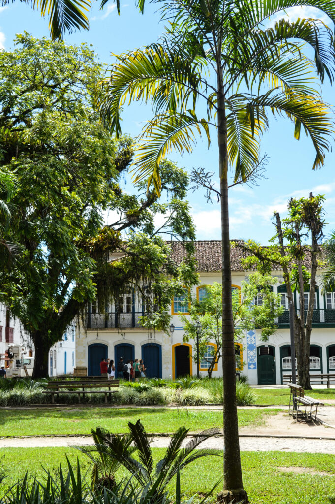 Palmier dans le jardin de la place centrale de Parati