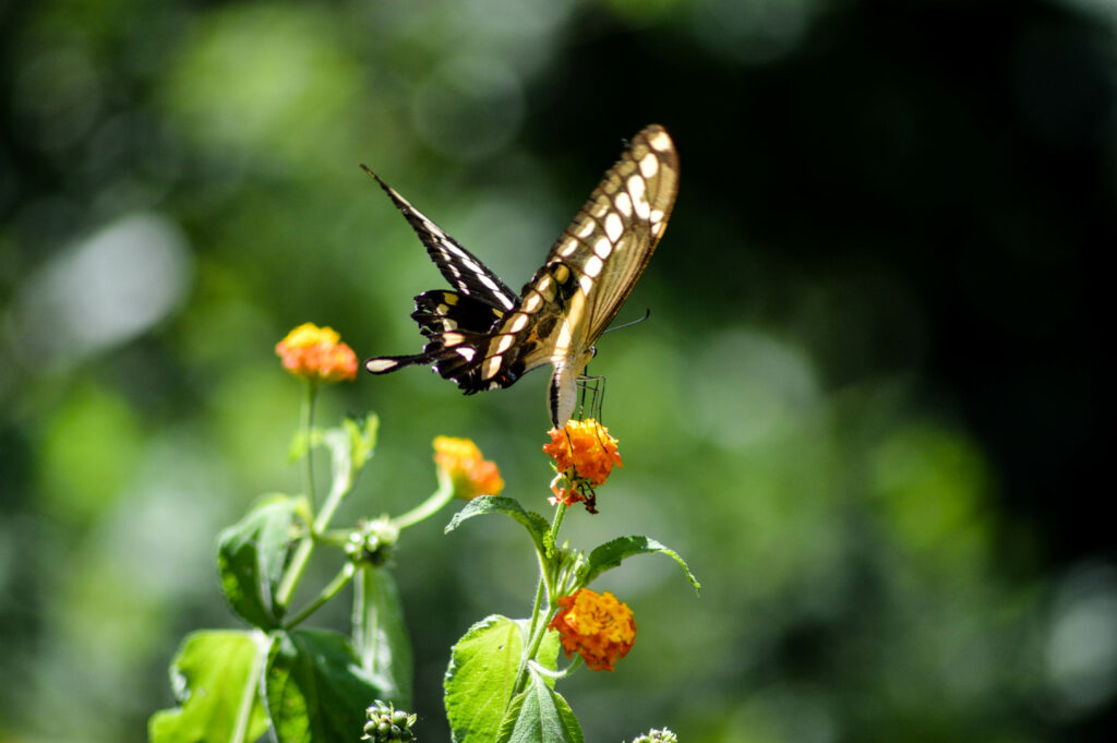 Papillon noir et marron, en train de butiner une fleur orange