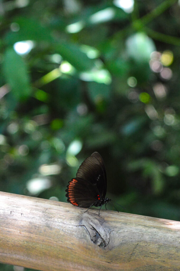 Papillon noir avec le bord des ailes orange, posé sur un rondin de bois