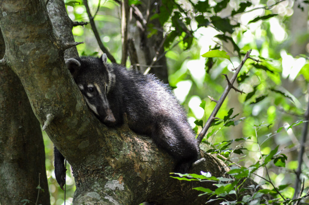 Coati en train de dormir sur une branche