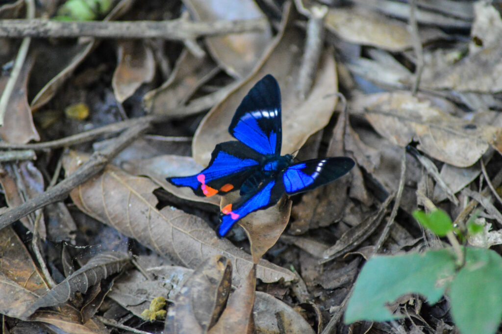 Papillon bleu et noir, avec des tâches orange, posé sur un sol de feuilles mortes