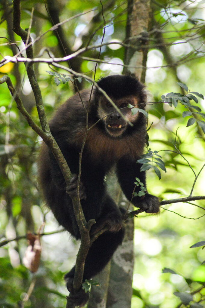 Singe capucin de face, au milieu des branches