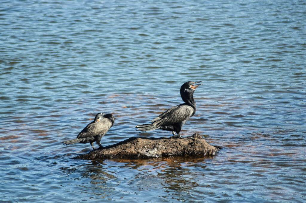 Oiseaux noirs, posés sur un rocher au milieu de l'eau