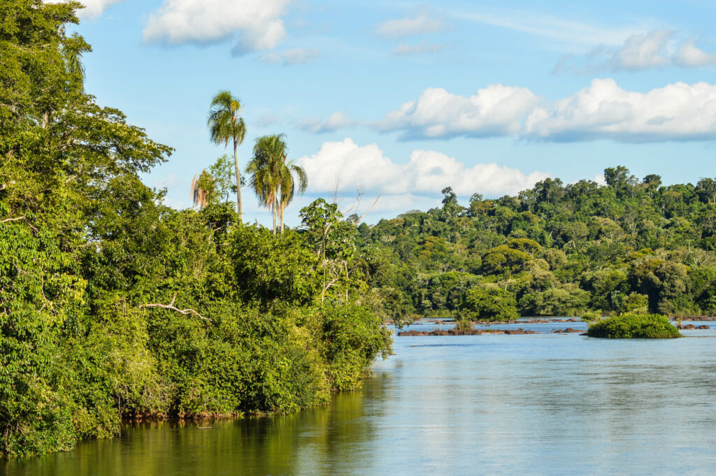 Berges luxuriantes de la rivière Iguazu