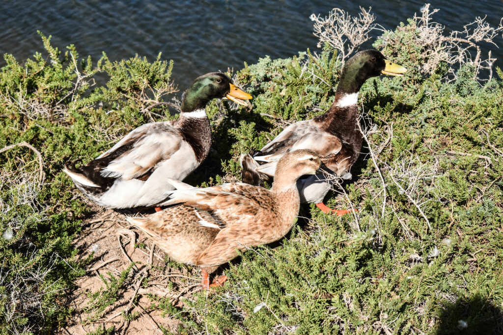 canards