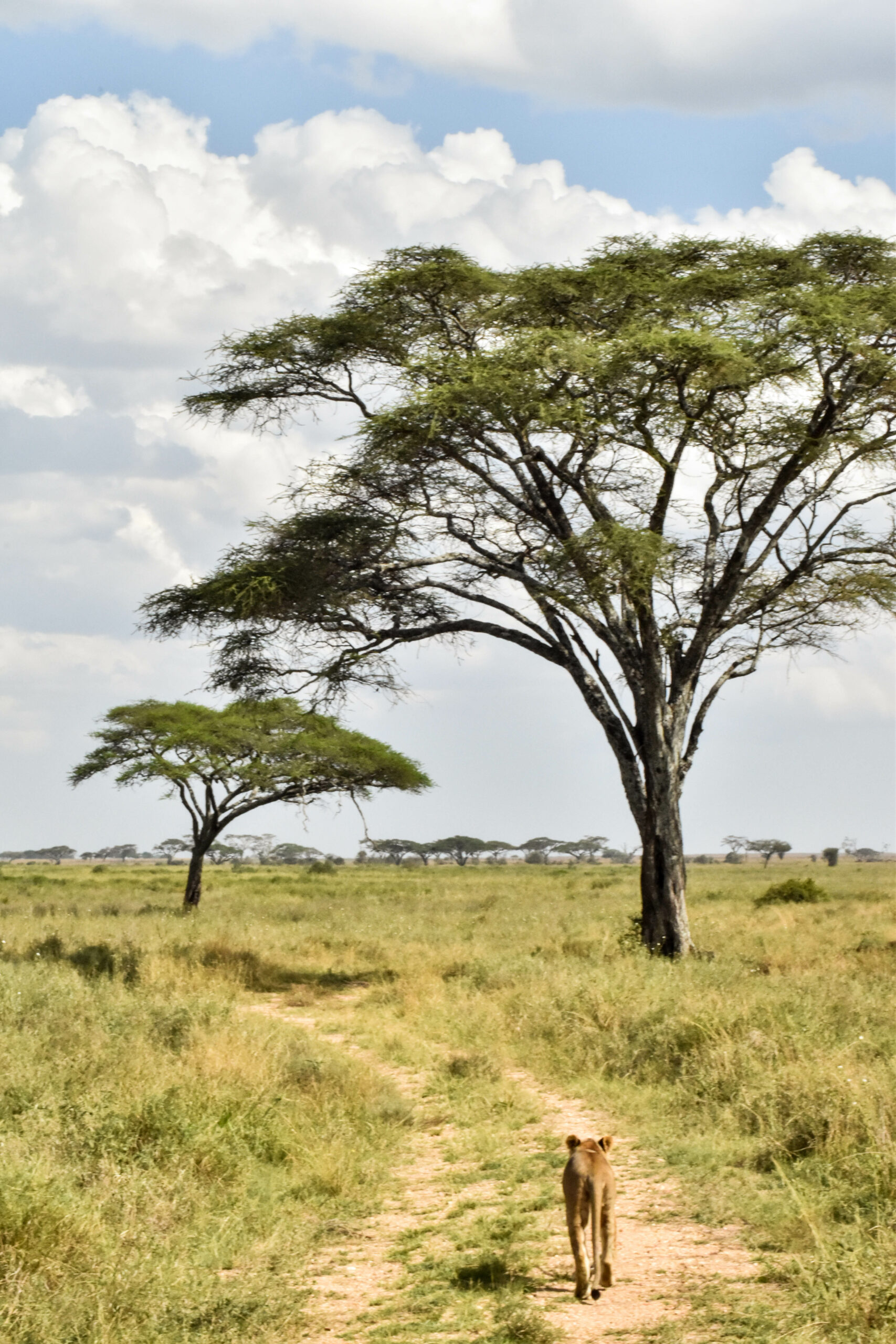 lionne sur un chemin dans la savane, avec 2 grands acacias un peu plus loin