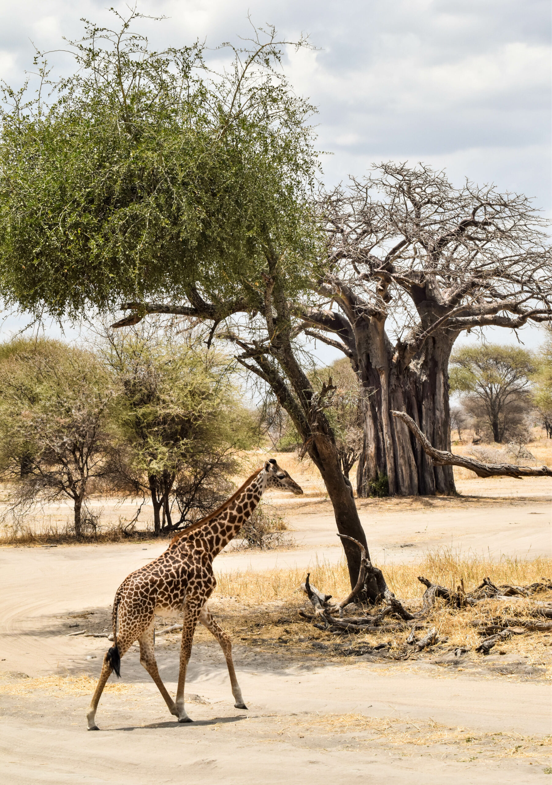 girafe traversant une route de terre, devant un baobab au loin