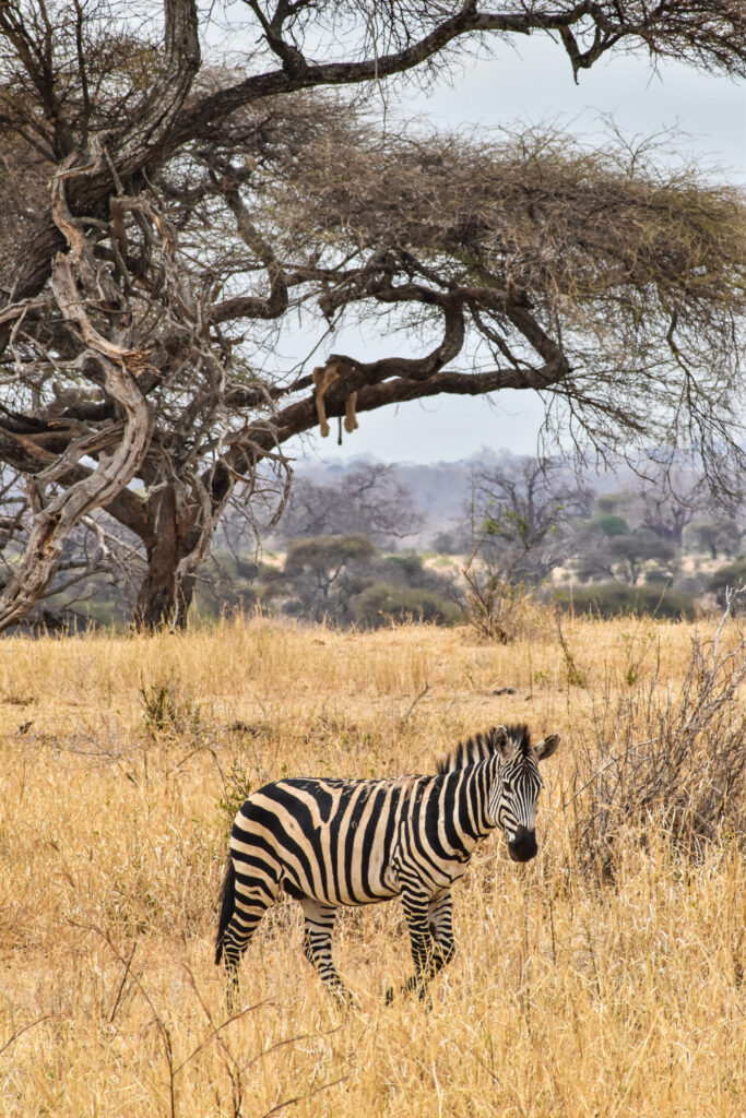 zebre en train de marcher dans l'herbe jaune de la savane, en Tanzanie