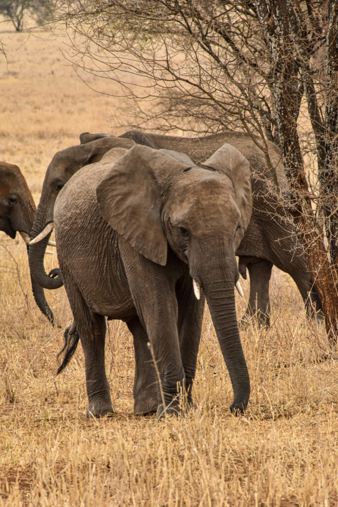 éléphant dans la savane, itinéraire Tanzanie
