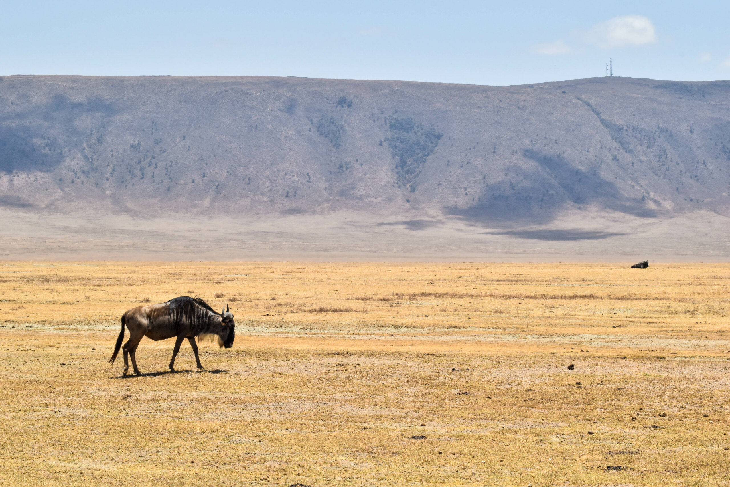 Gnou marchant dans l'herbe jaune, dans le cratère du Ngorongoro en Tanzanie