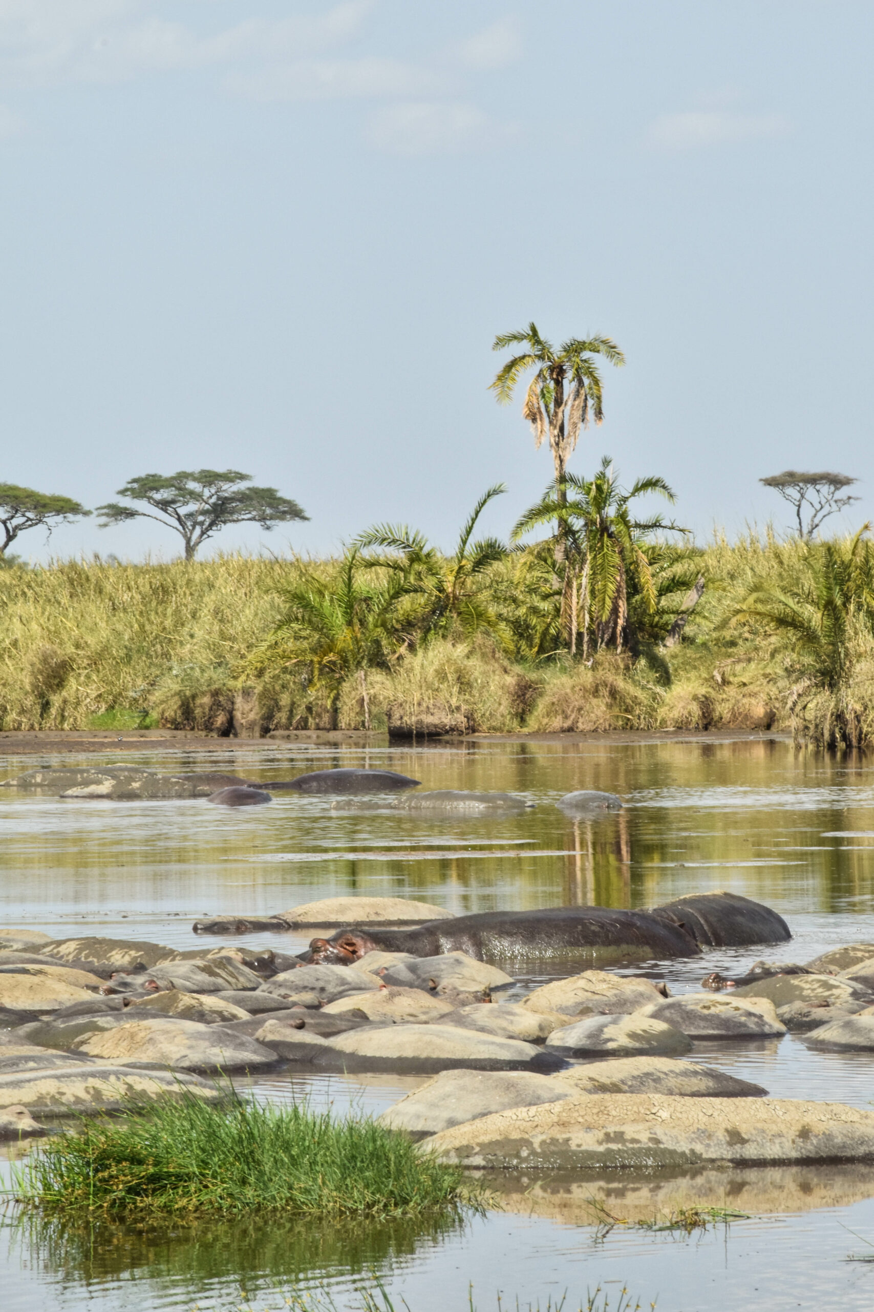 coin d'eau avec hippopotames lors d'un itinéraire Tanzanie