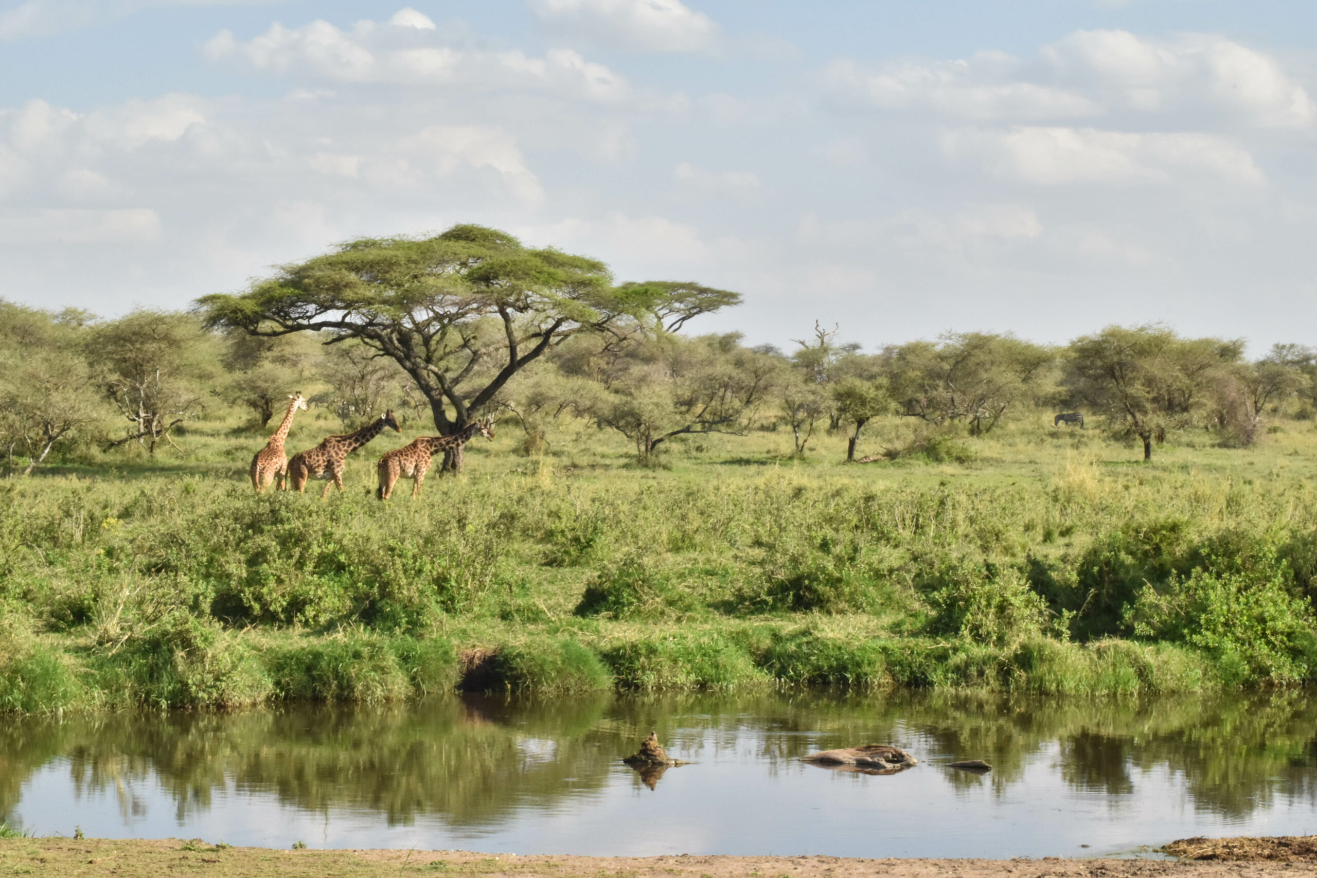 girafes au bord d'un plan d'eau
