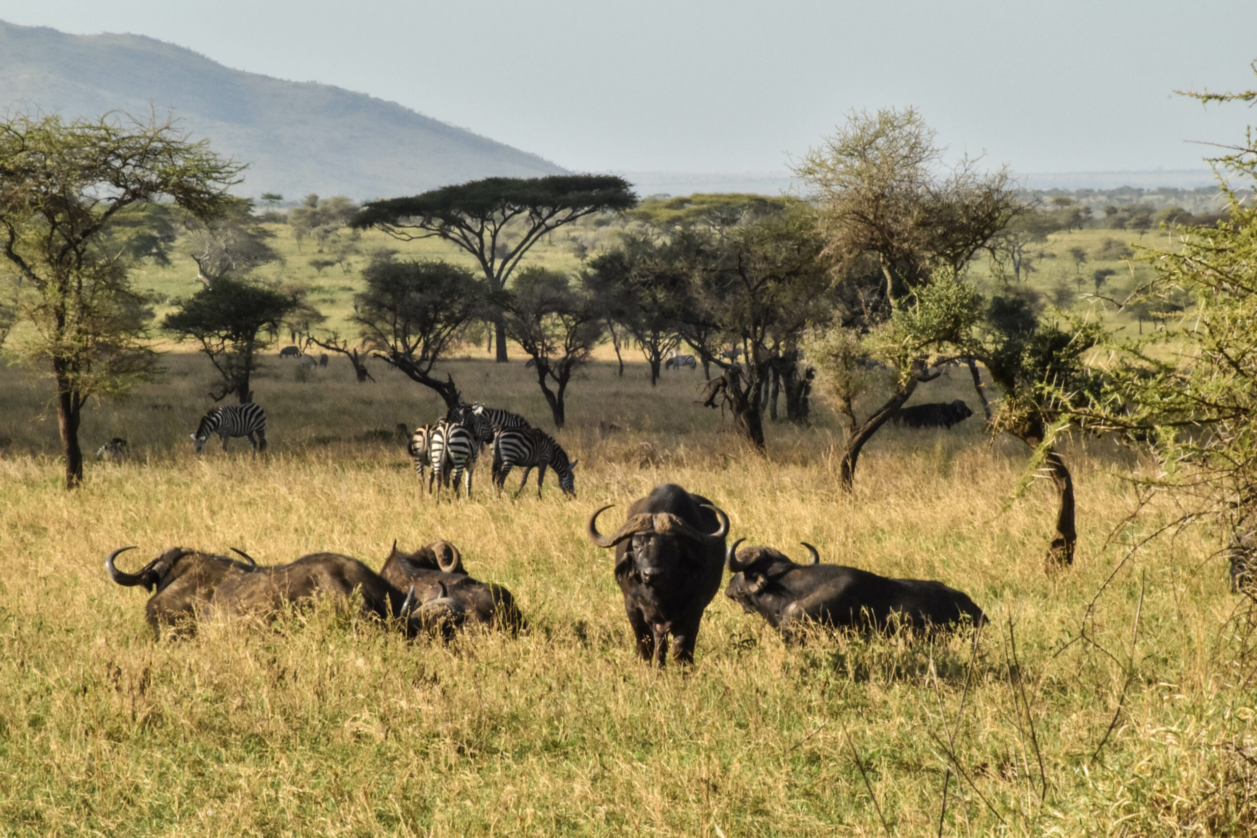 buffles lors du safari, dans la savane à l'herbe jaune, et aux grands arbres