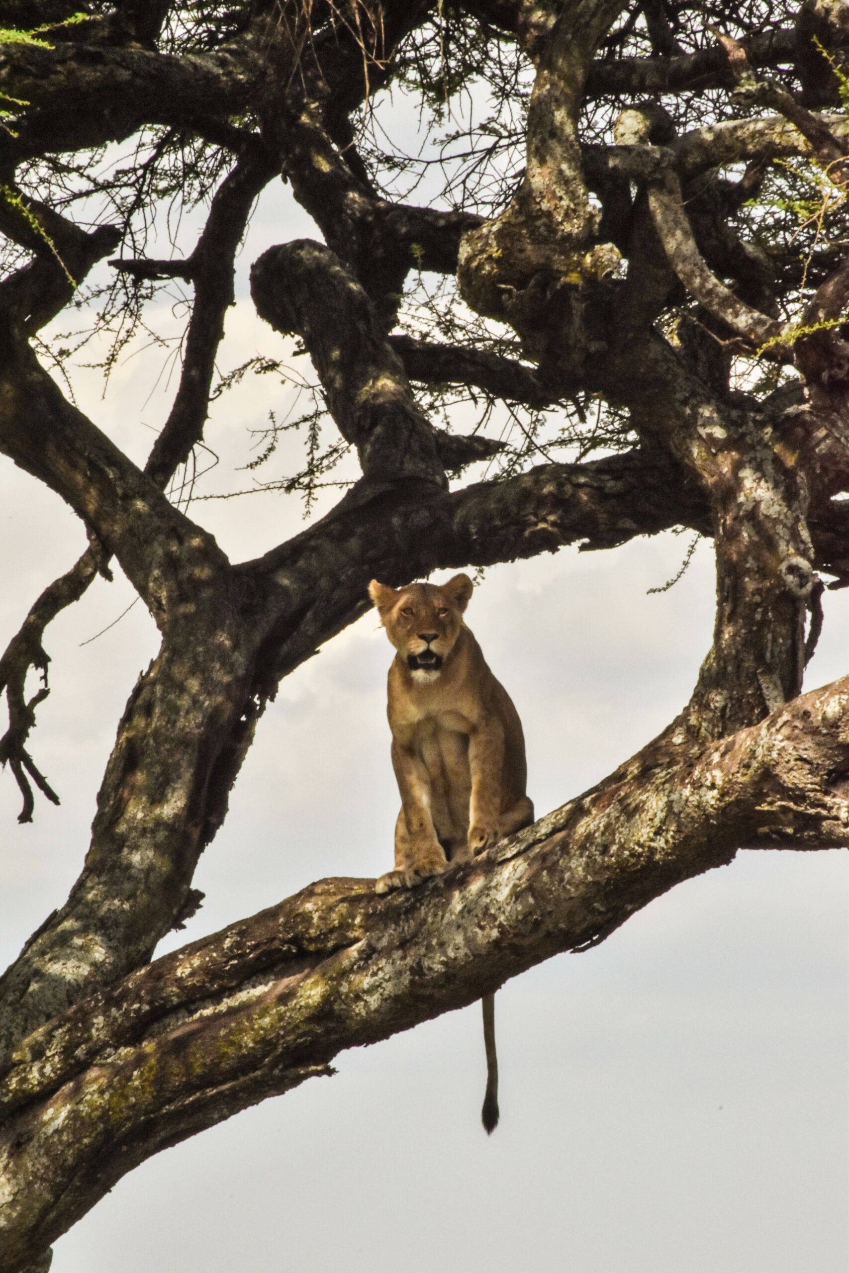 Lionne assise sur la branche d'un arbre, avec sa queue qui pend dans le vide