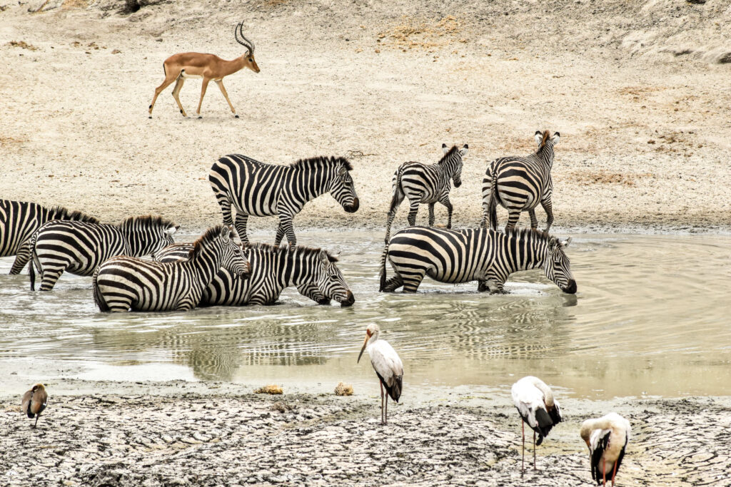 Zèbres se baignant dans un bassin du parc Tarangire, avec une antilope en arrière plan, et des hérons au 1er plan