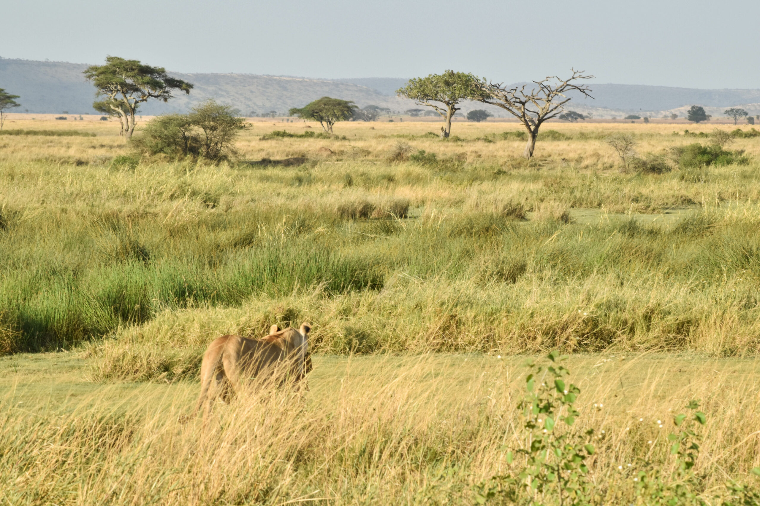 Lionne de dos, à moitié cachée, en train de marcher dans l'herbe jaune de la savane du Serengeti, avec quelques acacias au loin