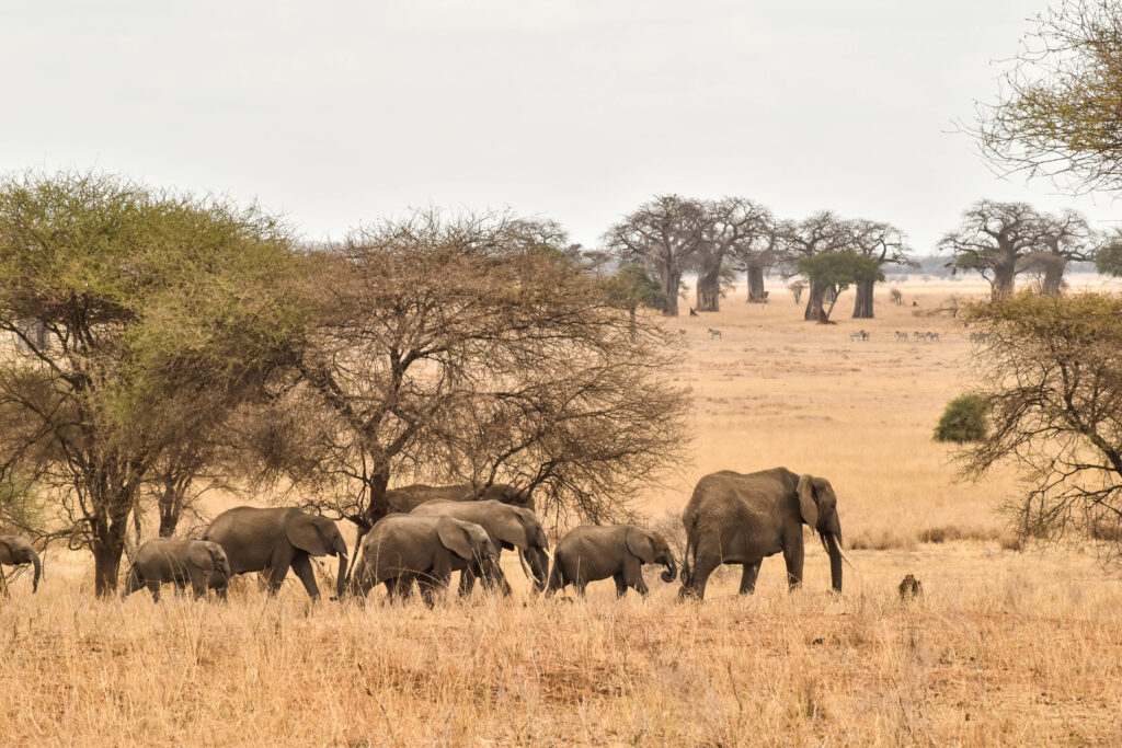 Famille d'éléphants, de profil, marchant dans l'herbe orangée du parc Tarangire, devant des baobabs et des acacias