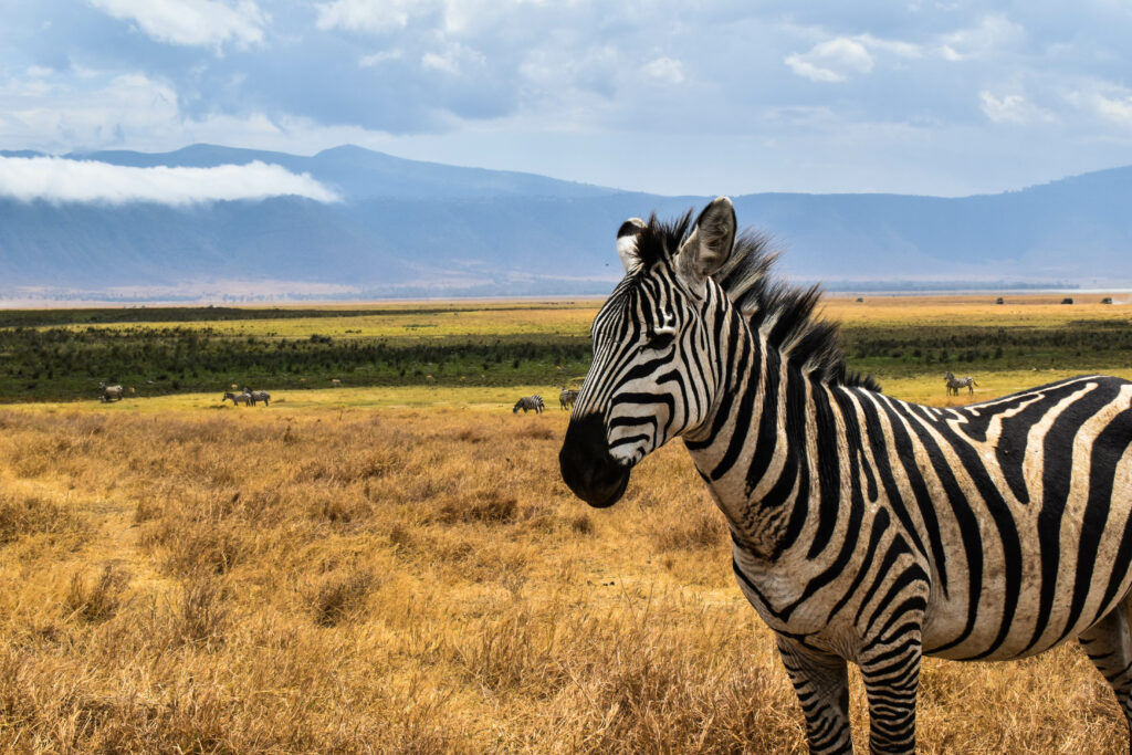 Zèbre de profil, au milieu de l'herbe jaune, avec au fond les falaises du cratère Ngorongoro