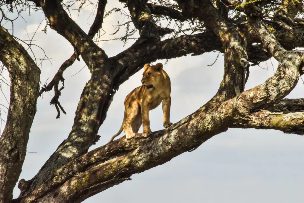 lionne debout sur une branche