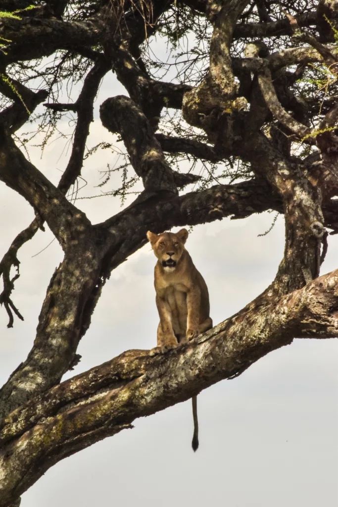 lionne assise sur une branche d'un arbre