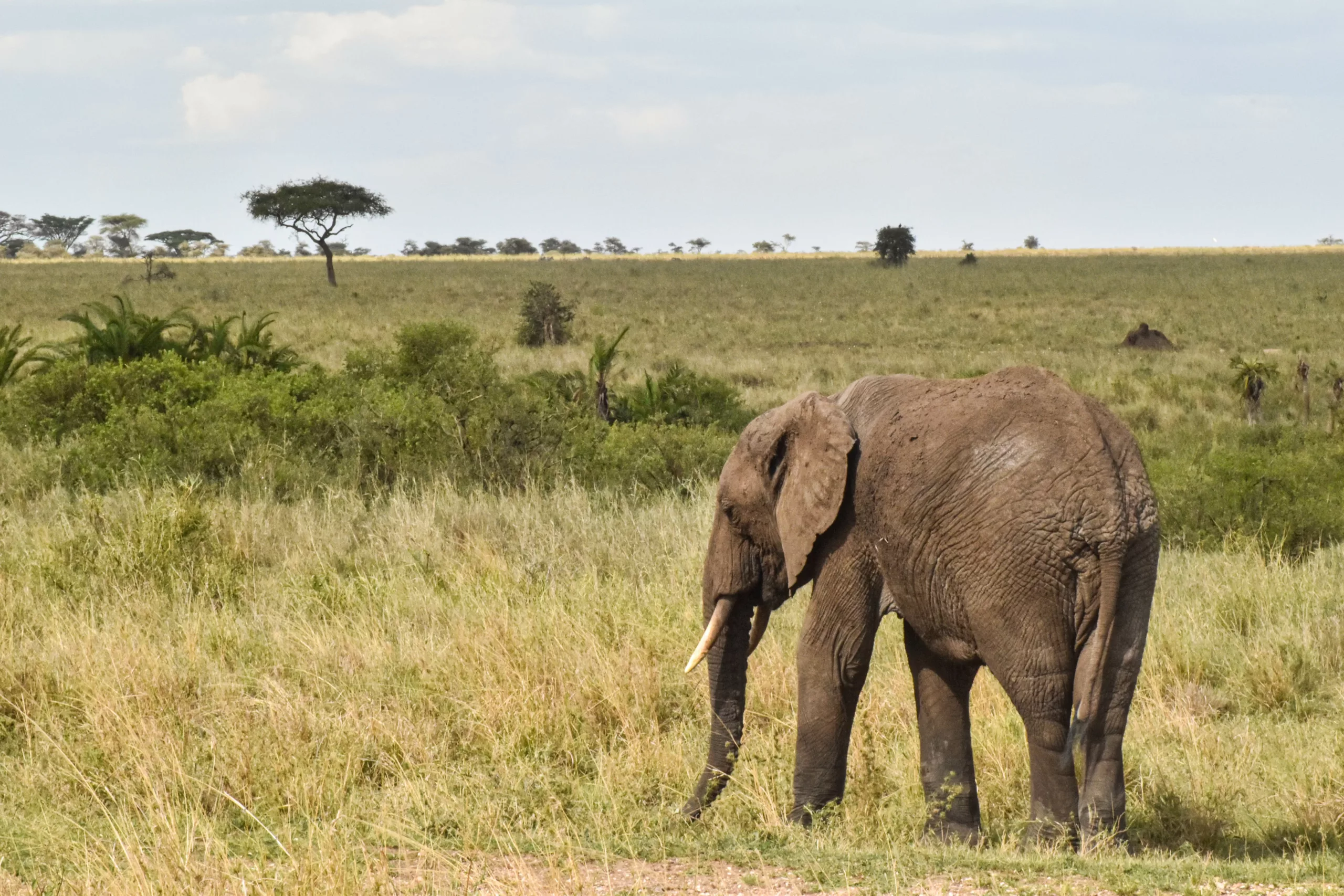 éléphant face au paysage de safari de 2 jours au Serengeti