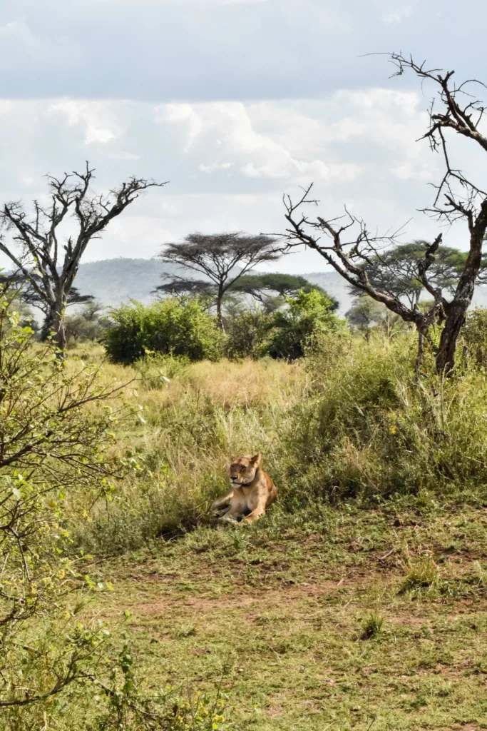 lionne allongée dans la broussaille du Serengeti