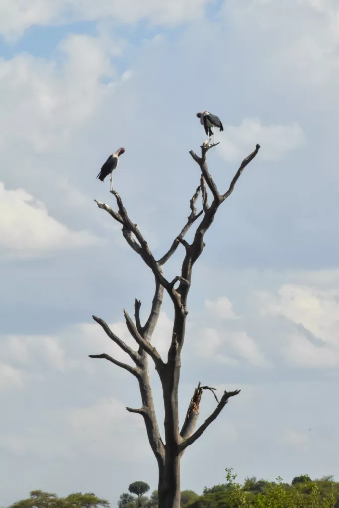 oiseaux tout en haut des branches d'un arbre mort