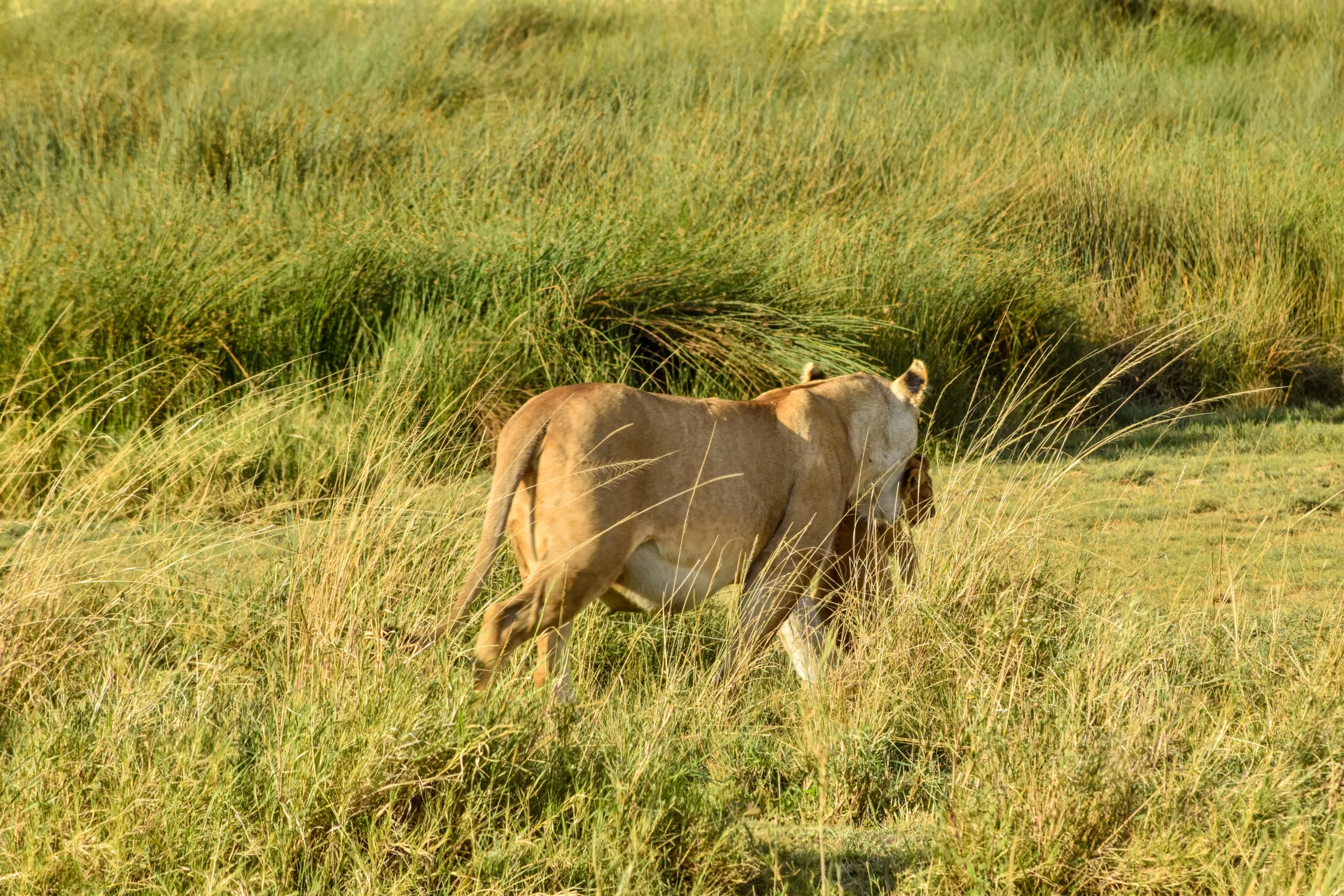 lionne de dos avec un lionceau dans la gueule, dernier jour de notre safari de 2 jours dans le Serengeti