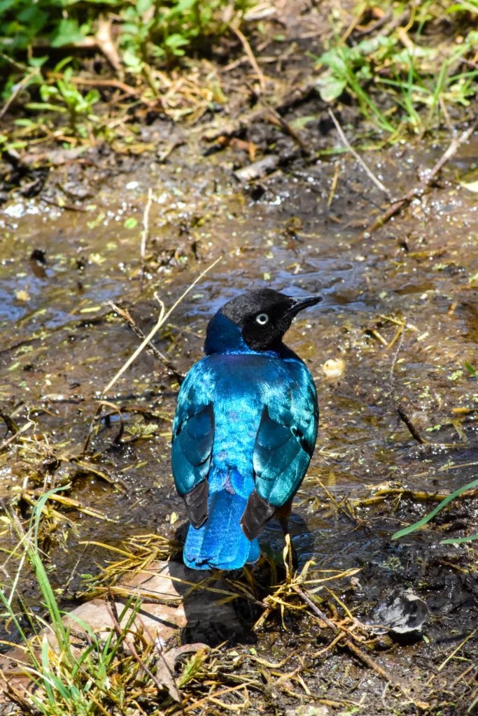 petit oiseau noir et bleu 