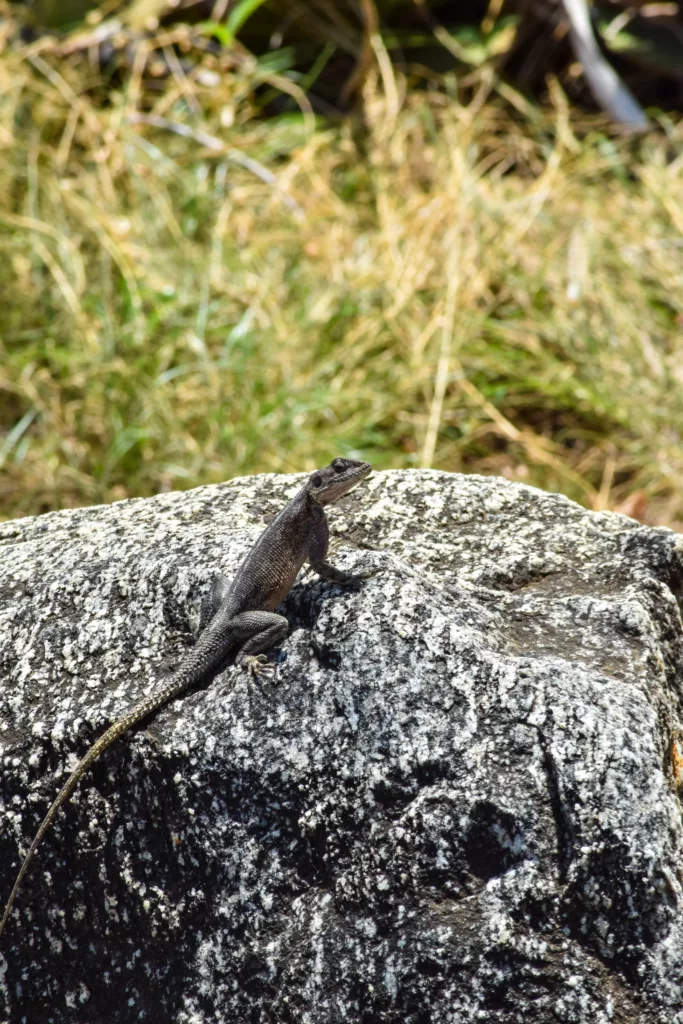 gros lézard sur une pierre