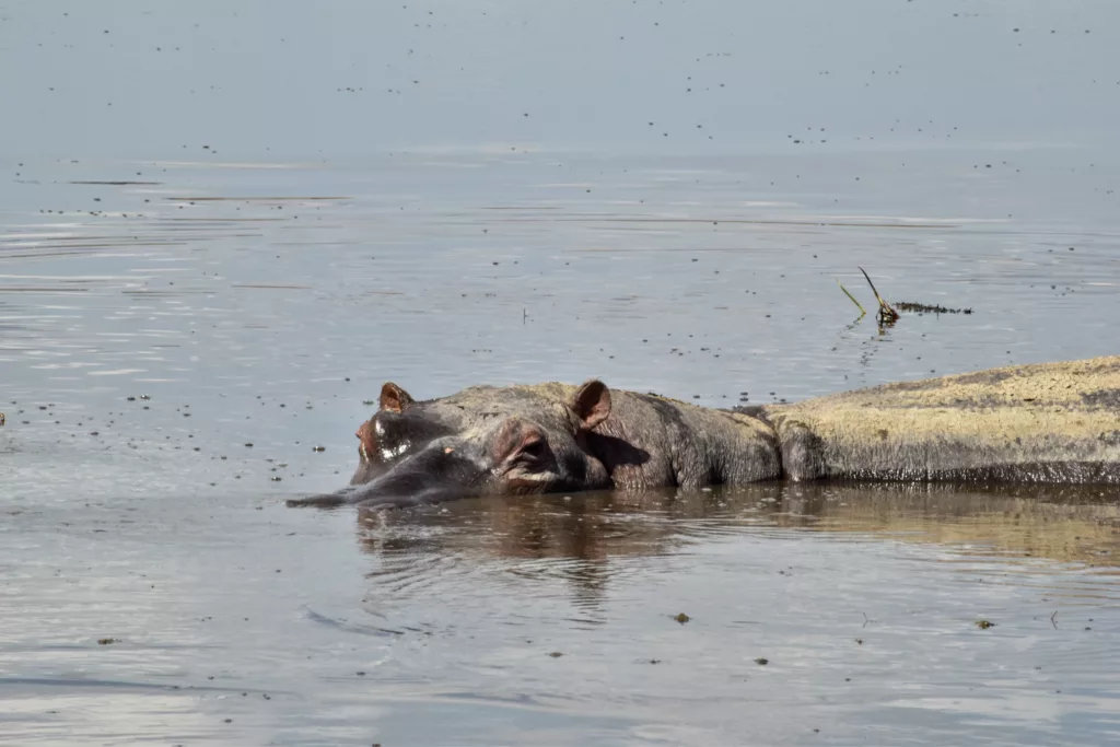 hippopotame qui ressort en partie de l'eau