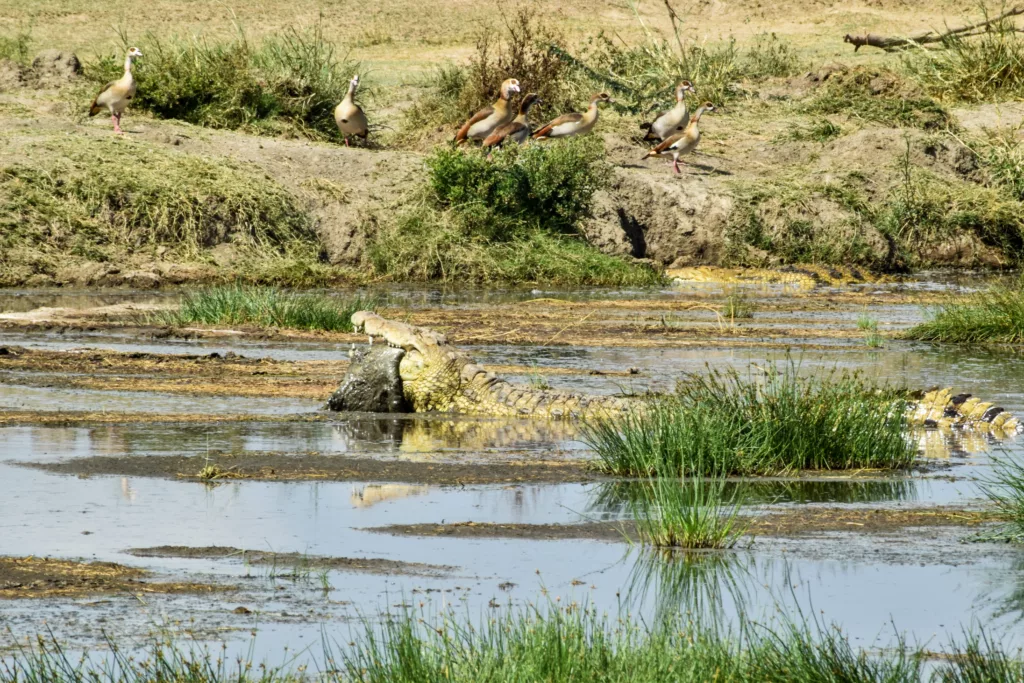 crocodile avec une peau dans la gueule dans la rivière, avec des canards sur la rive
