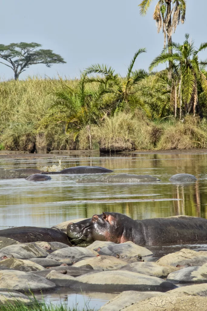 plusieurs hippopotames au premeir plan dans l'eau avec palmiers sur la rive