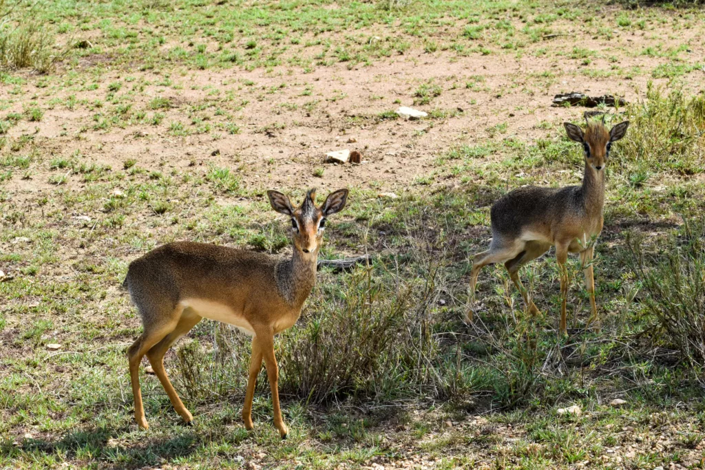 deux dik-diks qui regardent la caméra