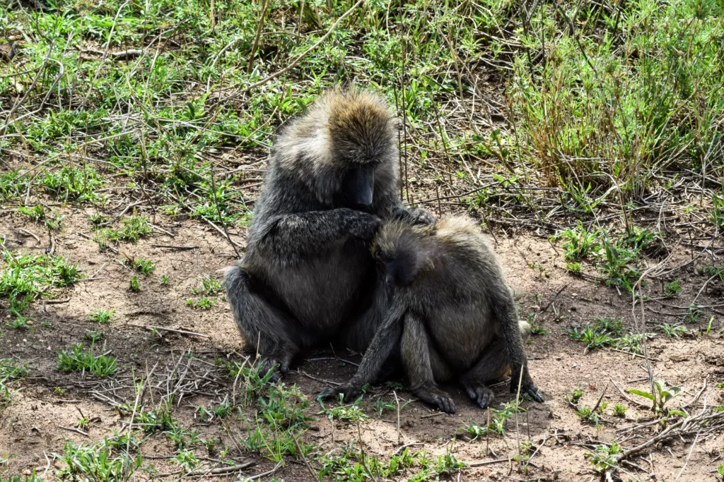 babouin cherchant les poux d'un autre plus petit