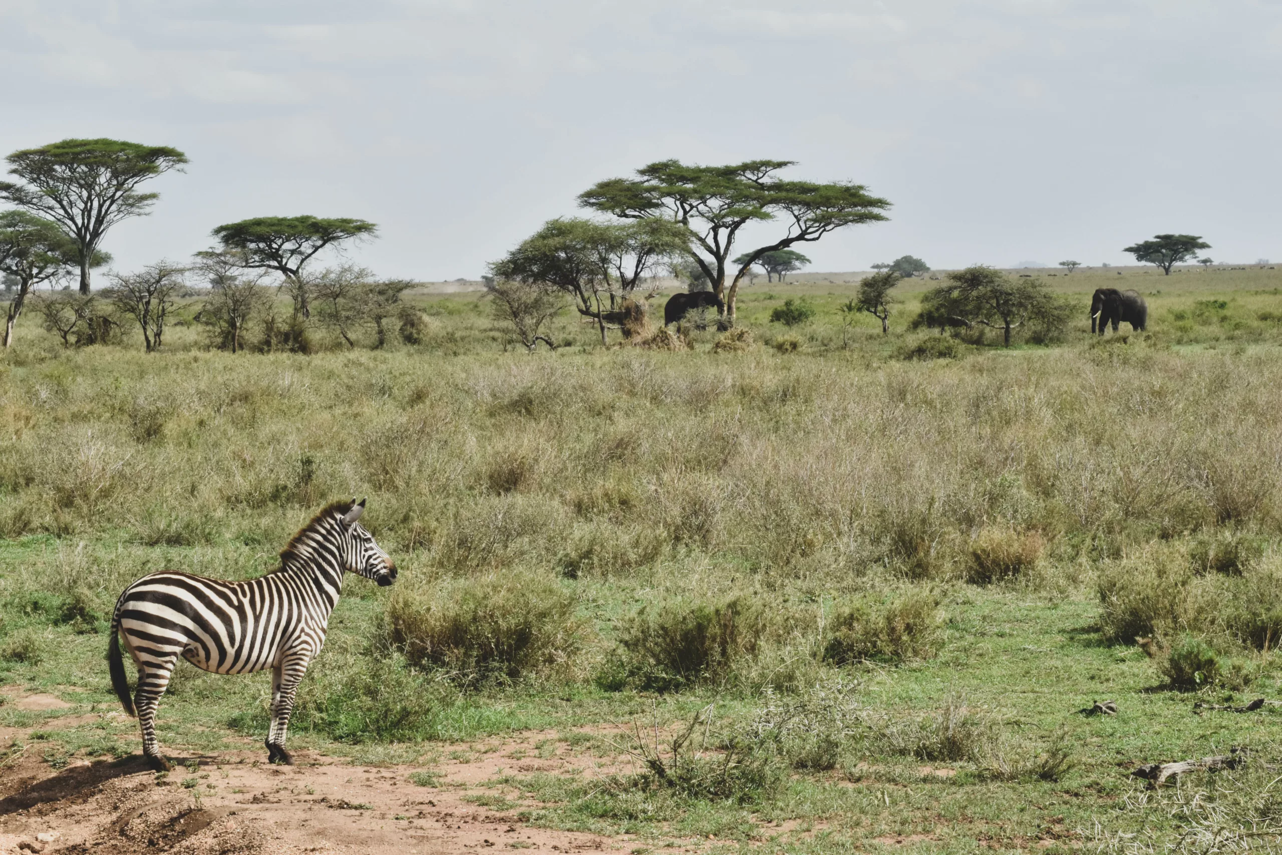 zèbre au premier plan devant les paysages du Serengeti, avec des éléphants derrière
