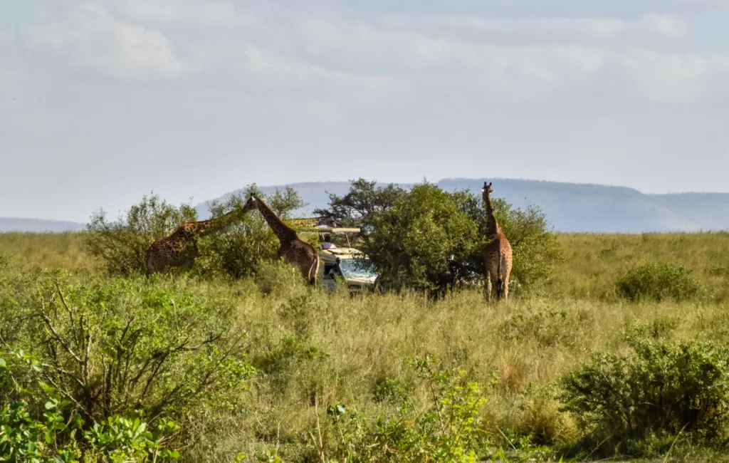 girafes qui entourent un 4x4 entourés d'arbres