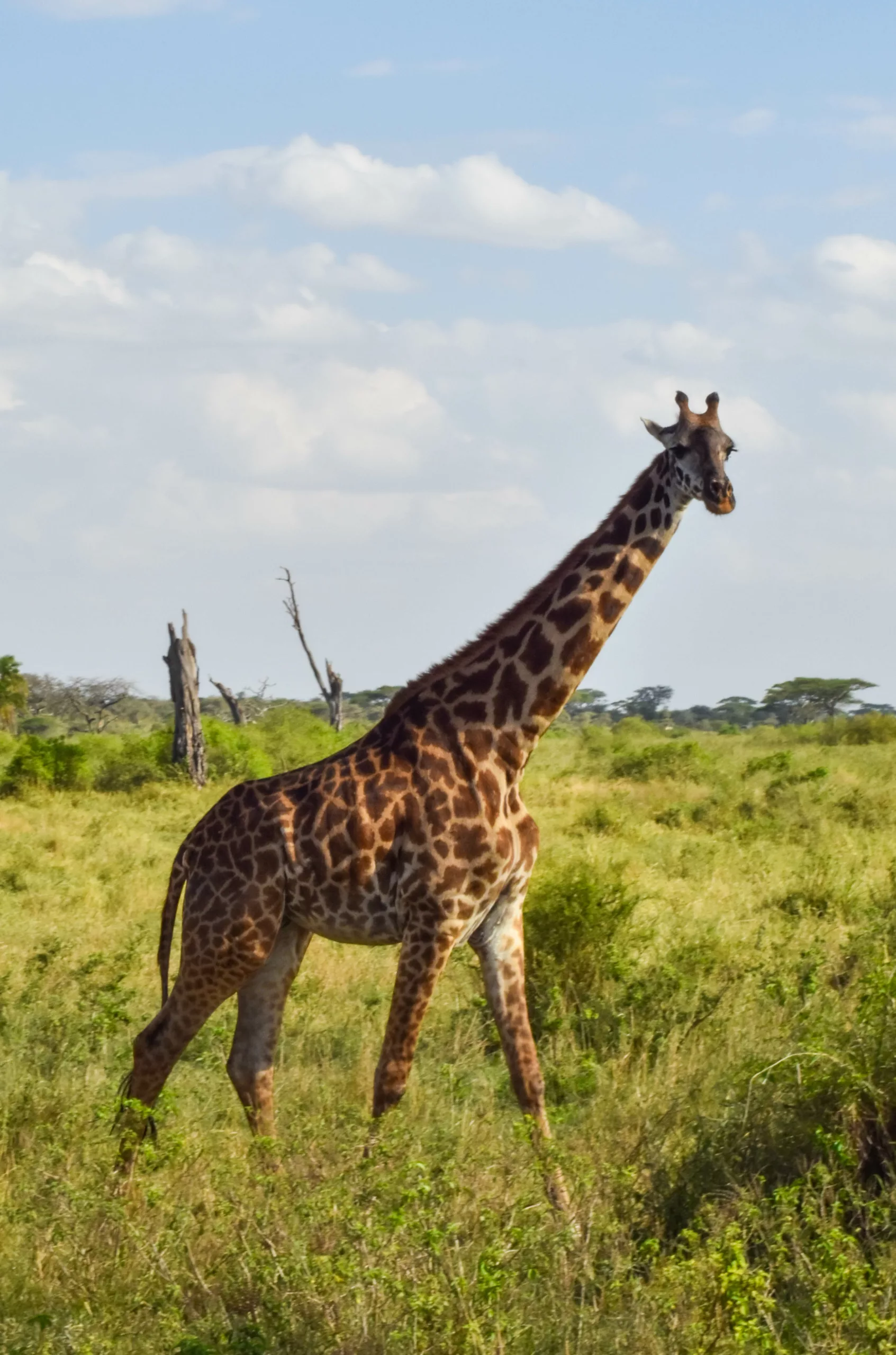 Quels animaux vivent dans la savane et les prairies ?