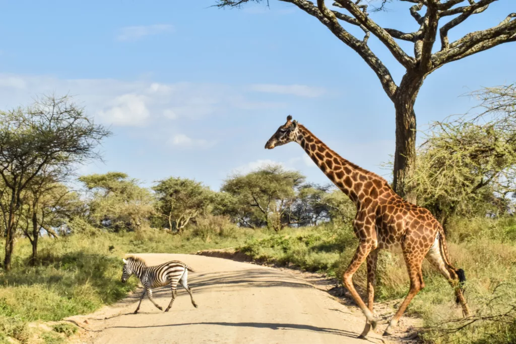 zèbre et girafe qui traversent la route