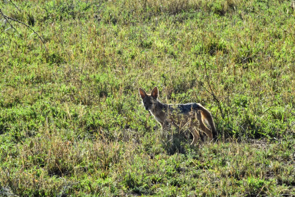 un chacal dans l'herbe, durant le safari de 2 jours au Serengeti
