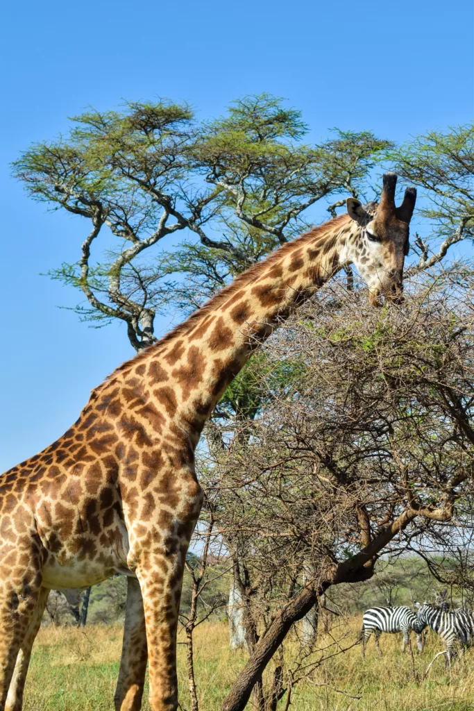 girafe qui mange dans un arbre, zèbre derrière