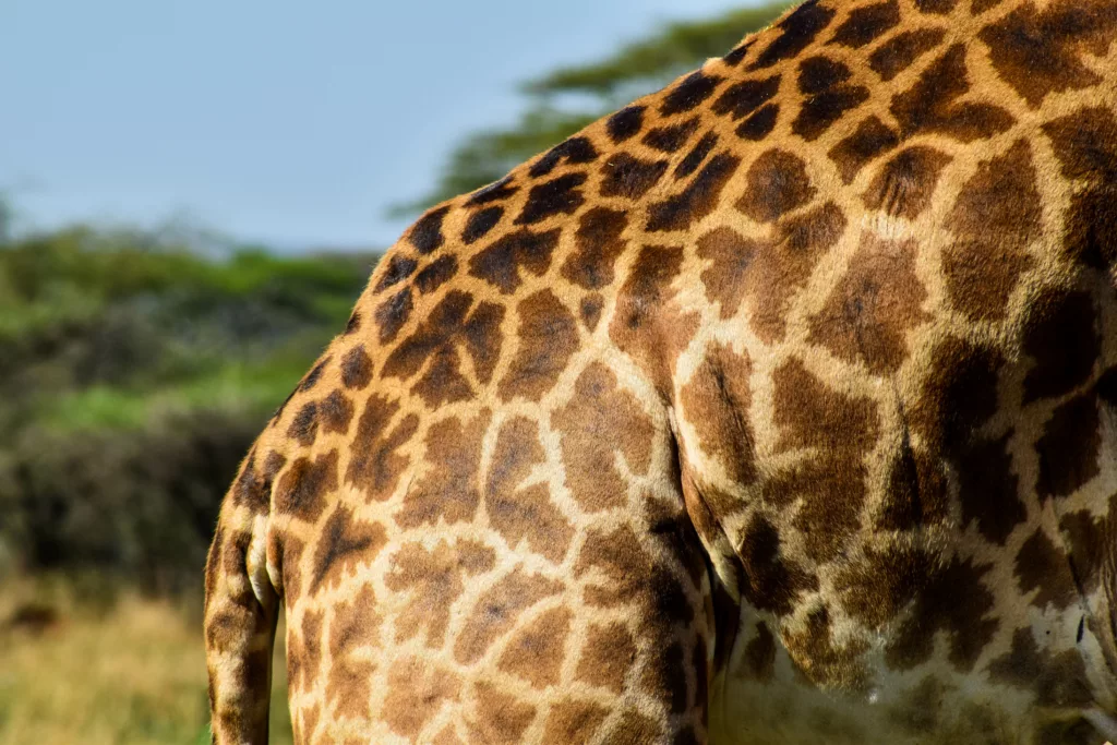 gros plan sur le corps tacheté de la girafe