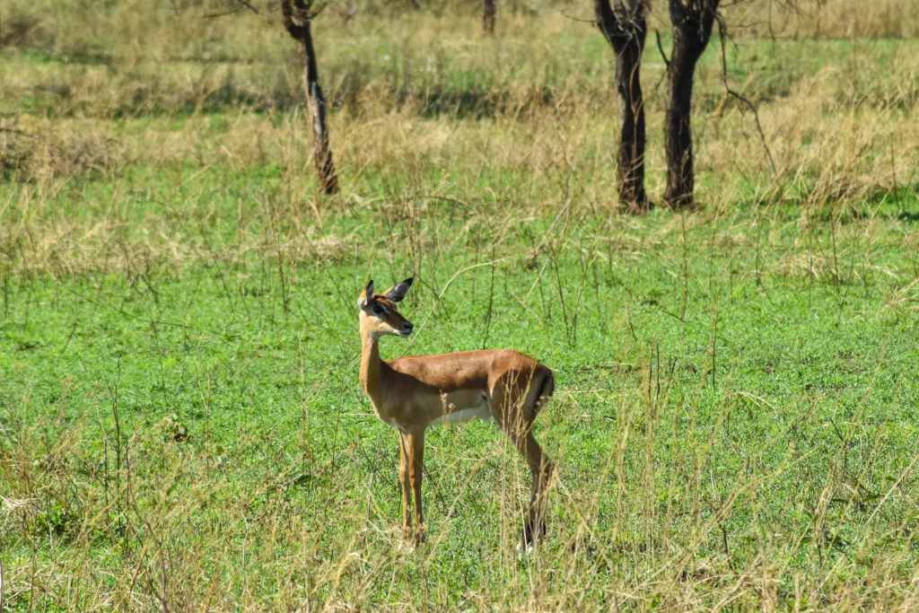impala qui regarde vers l'arrière dans la savane du Serengeti